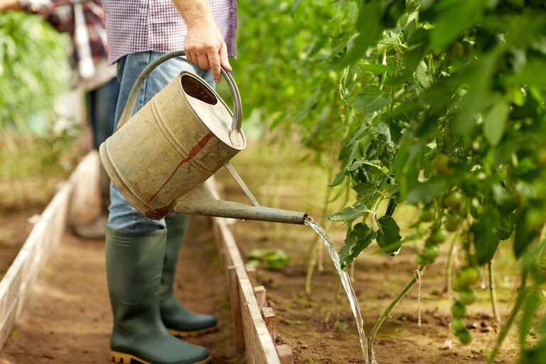 Blossom End Rot in Tomatoes: Prevention & Cures Blossom End Rot in Tomatoes: Prevention & Cures