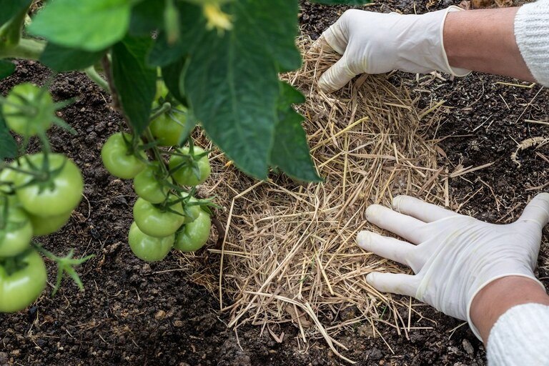 Blossom End Rot in Tomatoes: Prevention & Cures Blossom End Rot in Tomatoes: Prevention & Cures