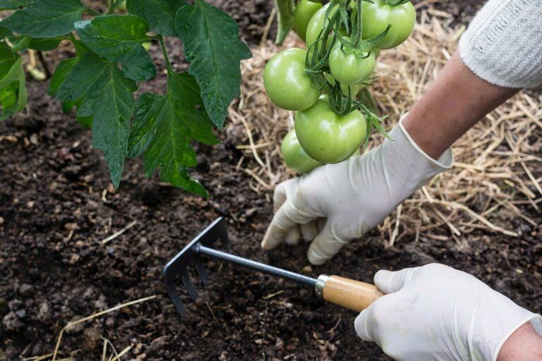 Blossom End Rot in Tomatoes: Prevention & Cures Blossom End Rot in Tomatoes: Prevention & Cures