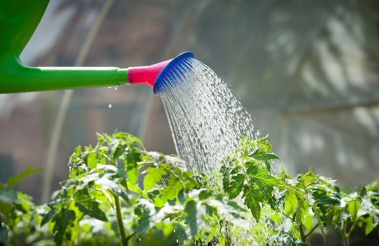 Blossom End Rot in Tomatoes: Prevention & Cures Blossom End Rot in Tomatoes: Prevention & Cures