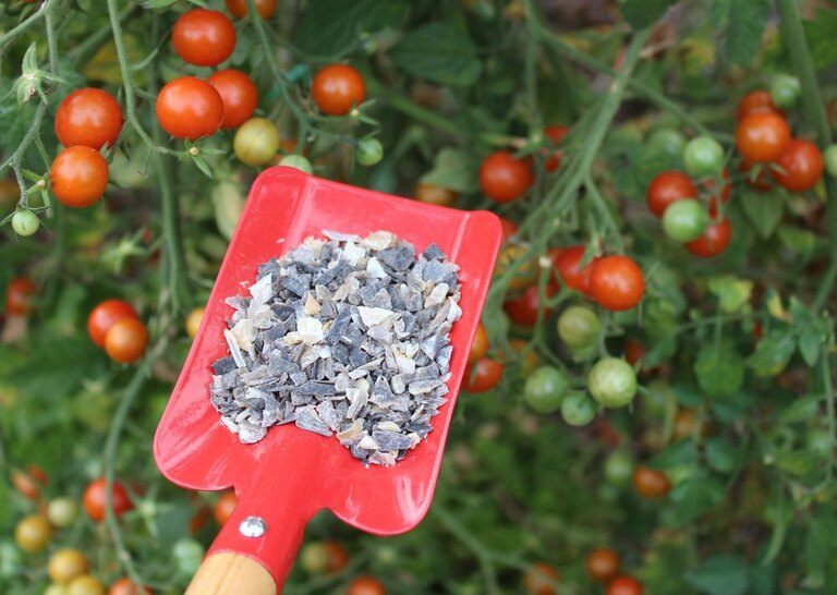 Blossom End Rot in Tomatoes: Prevention & Cures Blossom End Rot in Tomatoes: Prevention & Cures