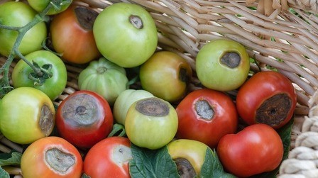 Blossom End Rot in Tomatoes: Prevention & Cures