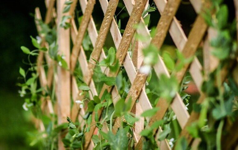 Best Ways Create A Partition In Your Garden Best Ways Create A Partition In Your Garden