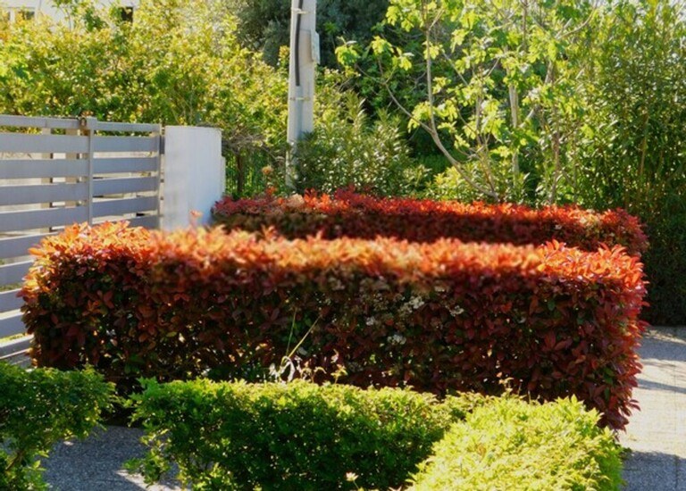 Best Ways Create A Partition In Your Garden Best Ways Create A Partition In Your Garden