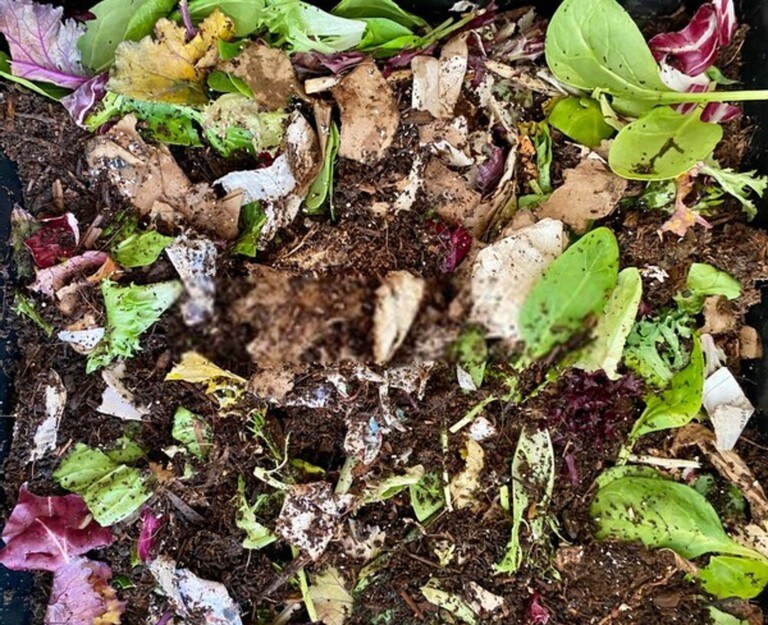 How To Use Coffee Grounds In The Garden? How To Use Coffee Grounds In The Garden?