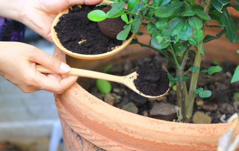 How To Use Coffee Grounds In The Garden? How To Use Coffee Grounds In The Garden?
