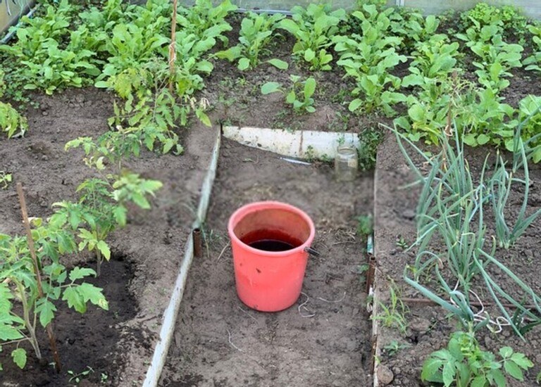 How To Use Coffee Grounds In The Garden? How To Use Coffee Grounds In The Garden?