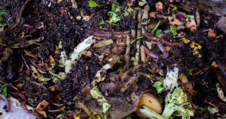 How To Use Coffee Grounds In The Garden? How To Use Coffee Grounds In The Garden?