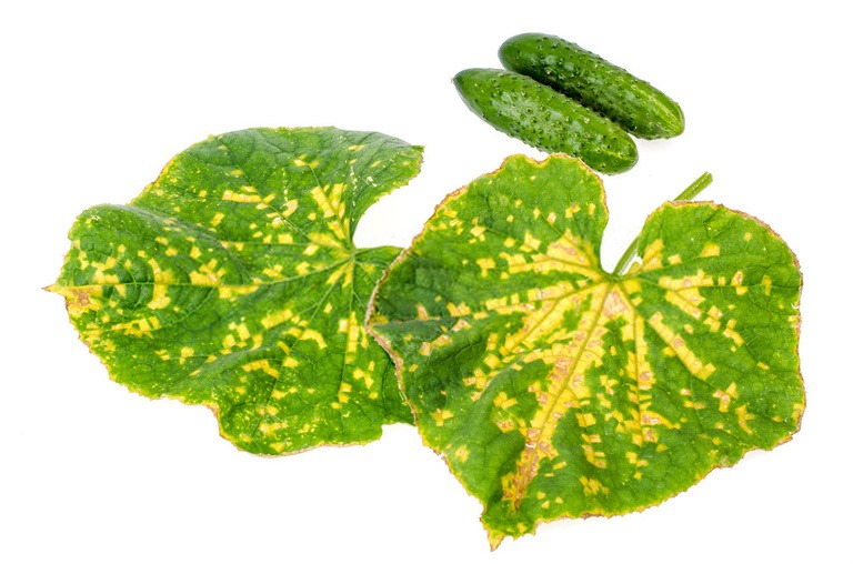 Why Are The Leaves On My Squash Plants Turning Yellow? Why Are The Leaves On My Squash Plants Turning Yellow?