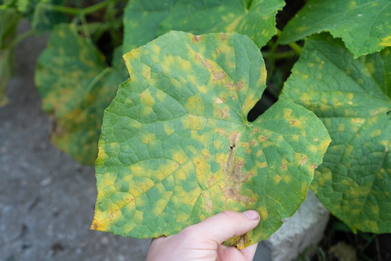 Why Are The Leaves On My Squash Plants Turning Yellow? Why Are The Leaves On My Squash Plants Turning Yellow?