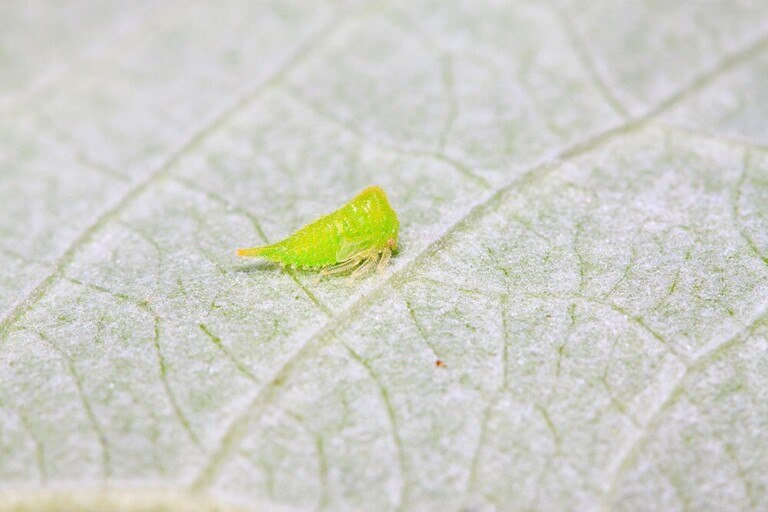 Why Are The Leaves On My Squash Plants Turning Yellow? Why Are The Leaves On My Squash Plants Turning Yellow?