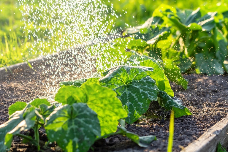 Why Are The Leaves On My Squash Plants Turning Yellow? Why Are The Leaves On My Squash Plants Turning Yellow?