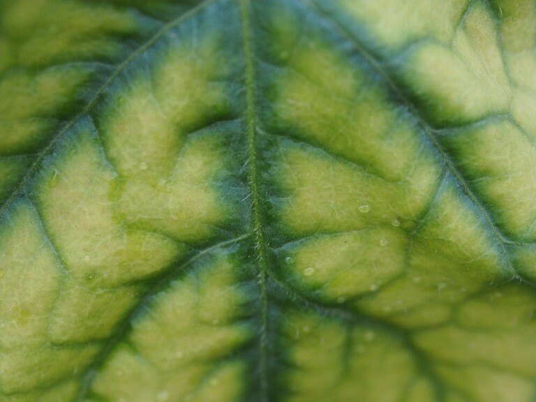 Why Are The Leaves On My Squash Plants Turning Yellow? Why Are The Leaves On My Squash Plants Turning Yellow?