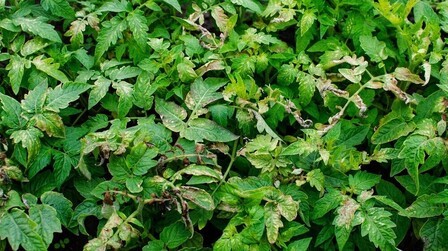 Why Are The Leaves On My Squash Plants Turning Yellow?