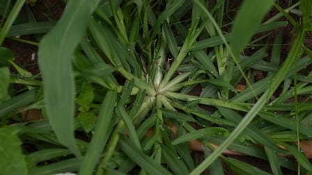 Best Pre Emergent For Crabgrass of 2025: Top 6 Picks