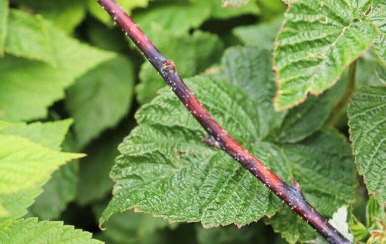 When And How Should I Prune My Raspberries And Blackberries? When And How Should I Prune My Raspberries And Blackberries?