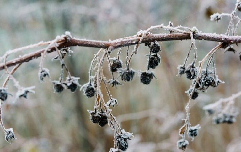 When And How Should I Prune My Raspberries And Blackberries? When And How Should I Prune My Raspberries And Blackberries?
