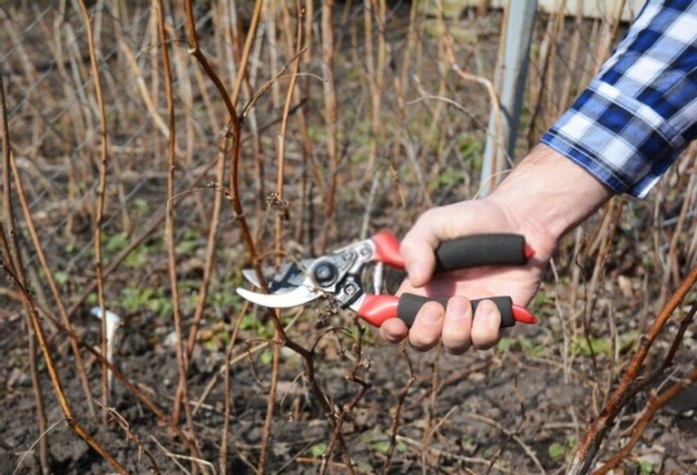 When And How Should I Prune My Raspberries And Blackberries? When And How Should I Prune My Raspberries And Blackberries?
