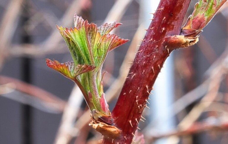 When And How Should I Prune My Raspberries And Blackberries? When And How Should I Prune My Raspberries And Blackberries?