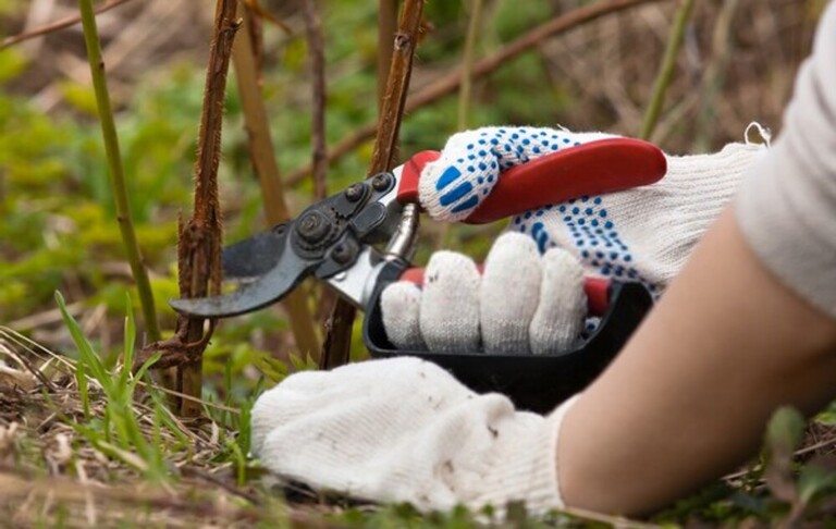 When And How Should I Prune My Raspberries And Blackberries? When And How Should I Prune My Raspberries And Blackberries?