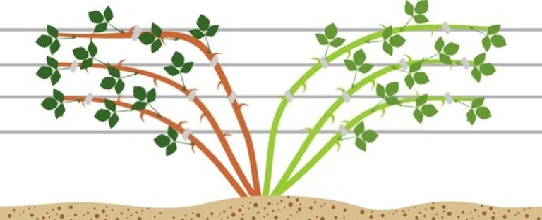 When And How Should I Prune My Raspberries And Blackberries? When And How Should I Prune My Raspberries And Blackberries?