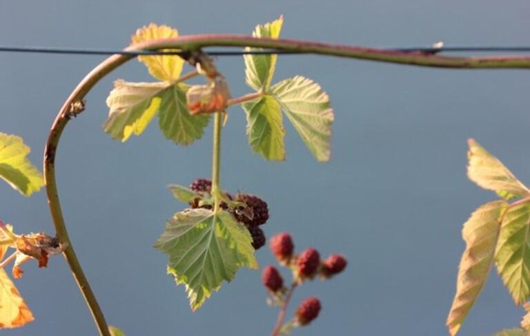 When And How Should I Prune My Raspberries And Blackberries? When And How Should I Prune My Raspberries And Blackberries?