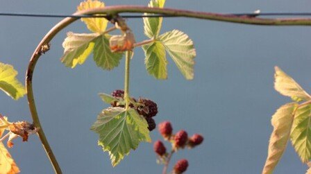 When And How Should I Prune My Raspberries And Blackberries?