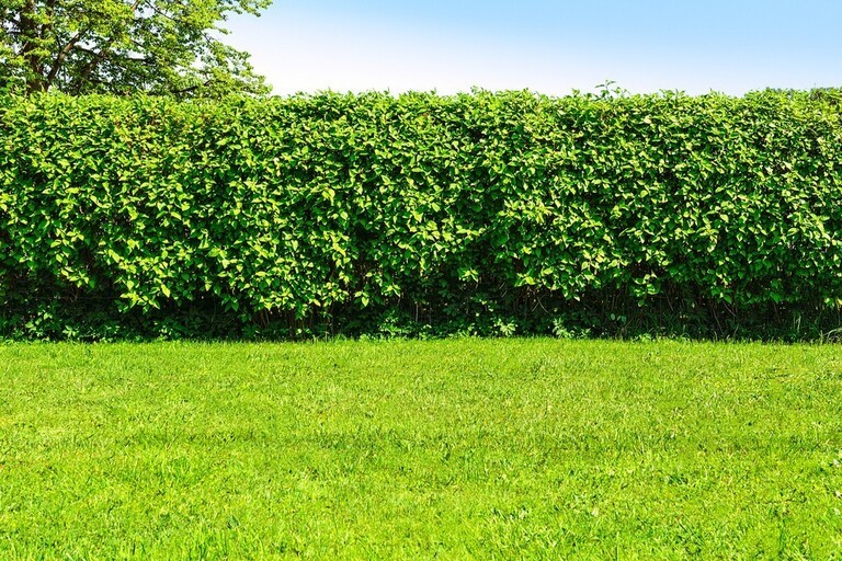 Surprising Garden Laws You Could Be Accidentally Breaking Surprising Garden Laws You Could Be Accidentally Breaking