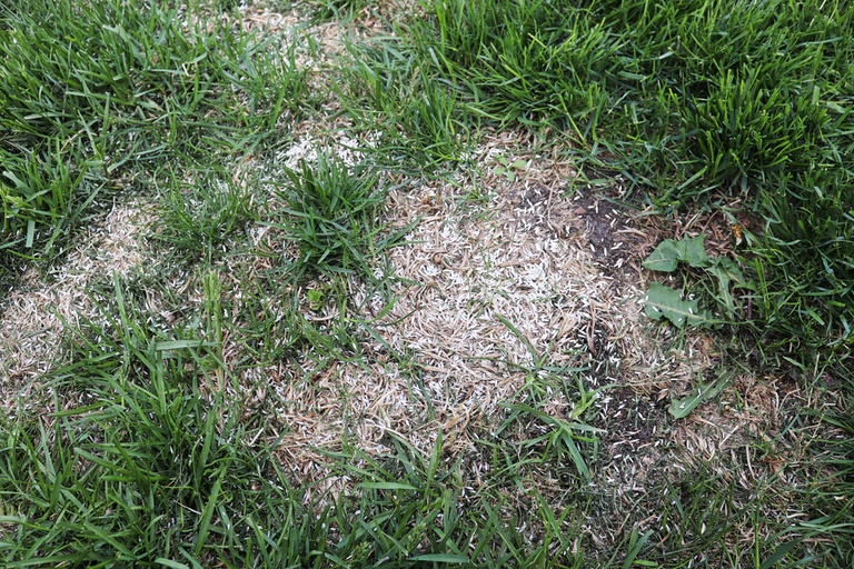 Tips On What To Do With Removed Sod Tips On What To Do With Removed Sod