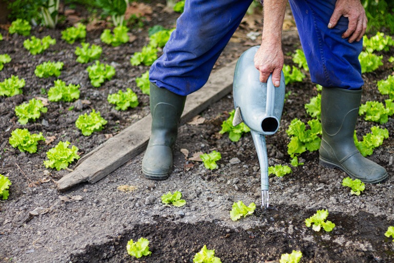 Ways to Get Your Pandemic Victory Garden off the Ground Ways to Get Your Pandemic Victory Garden off the Ground