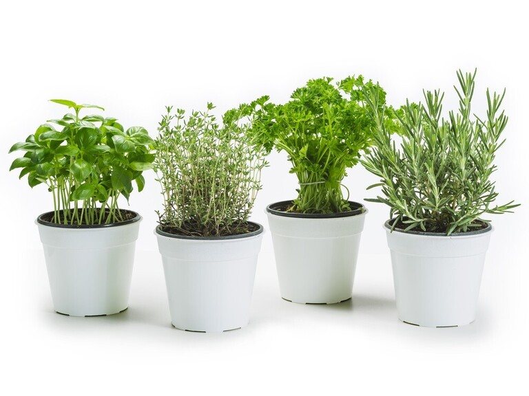 Ways to Get Your Pandemic Victory Garden off the Ground Ways to Get Your Pandemic Victory Garden off the Ground
