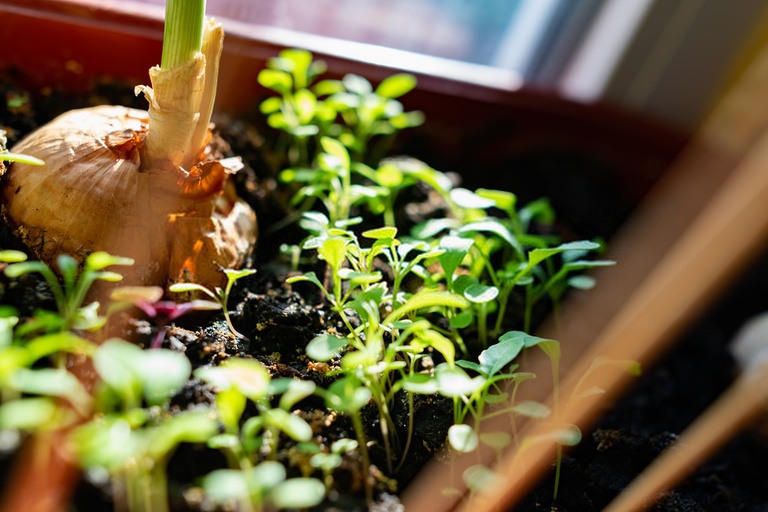 Ways to Get Your Pandemic Victory Garden off the Ground Ways to Get Your Pandemic Victory Garden off the Ground
