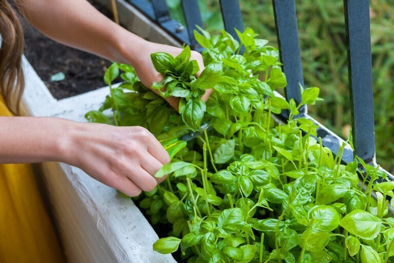 Ways to Get Your Pandemic Victory Garden off the Ground Ways to Get Your Pandemic Victory Garden off the Ground