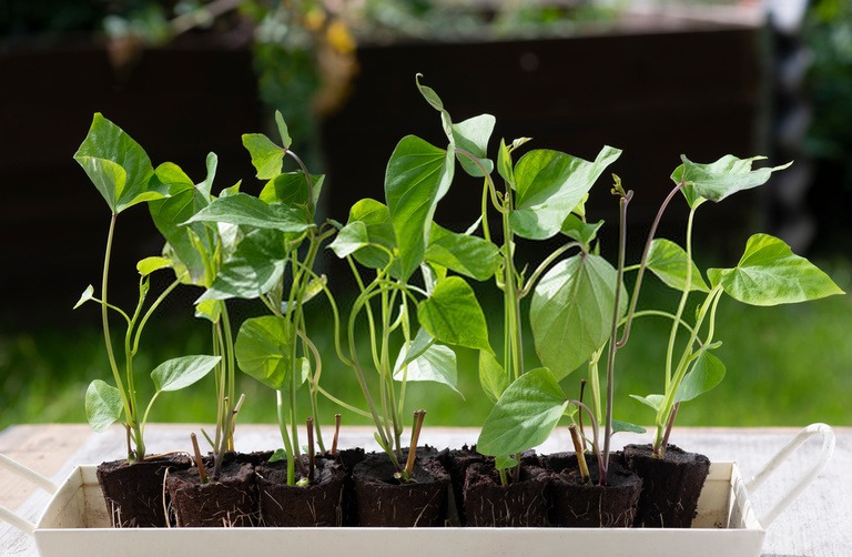 Ways to Get Your Pandemic Victory Garden off the Ground Ways to Get Your Pandemic Victory Garden off the Ground