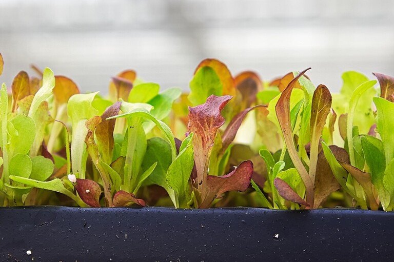 Ways to Get Your Pandemic Victory Garden off the Ground Ways to Get Your Pandemic Victory Garden off the Ground