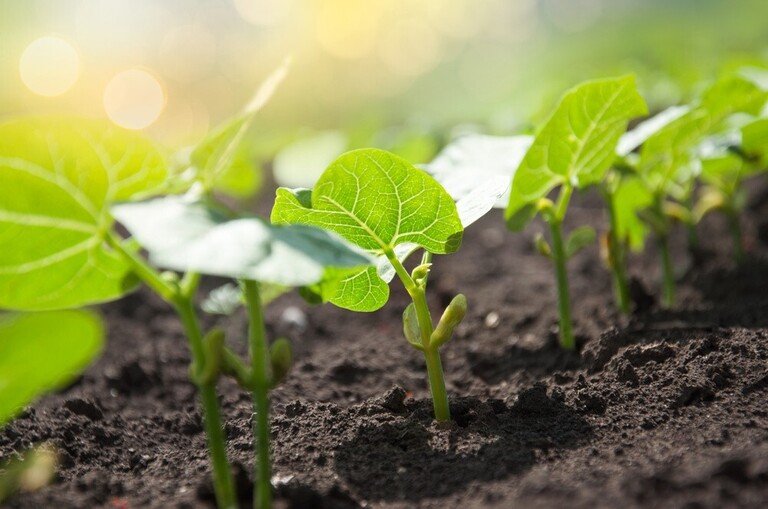 Ways to Get Your Pandemic Victory Garden off the Ground Ways to Get Your Pandemic Victory Garden off the Ground