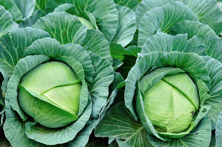 Ways to Get Your Pandemic Victory Garden off the Ground Ways to Get Your Pandemic Victory Garden off the Ground