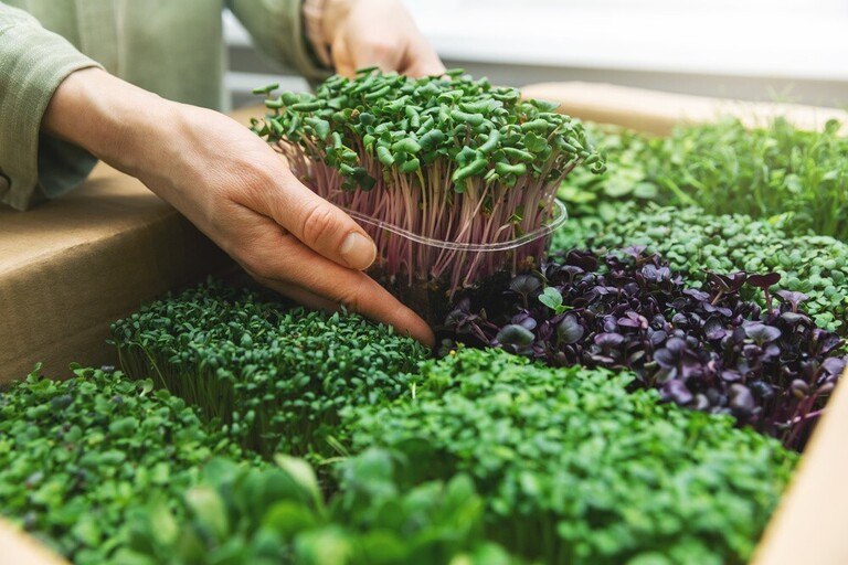 Ways to Get Your Pandemic Victory Garden off the Ground Ways to Get Your Pandemic Victory Garden off the Ground