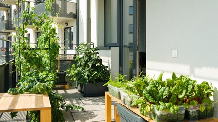 Ways to Get Your Pandemic Victory Garden off the Ground