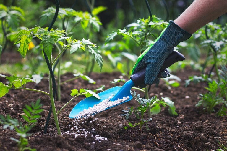 Secrets to Growing Giant-Sized Vegetables Secrets to Growing Giant-Sized Vegetables
