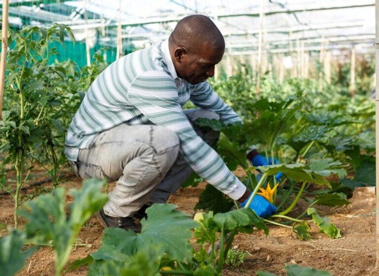Secrets to Growing Giant-Sized Vegetables Secrets to Growing Giant-Sized Vegetables