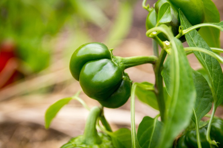 How to Grow a Heirloom Vegetable Garden? How to Grow a Heirloom Vegetable Garden?