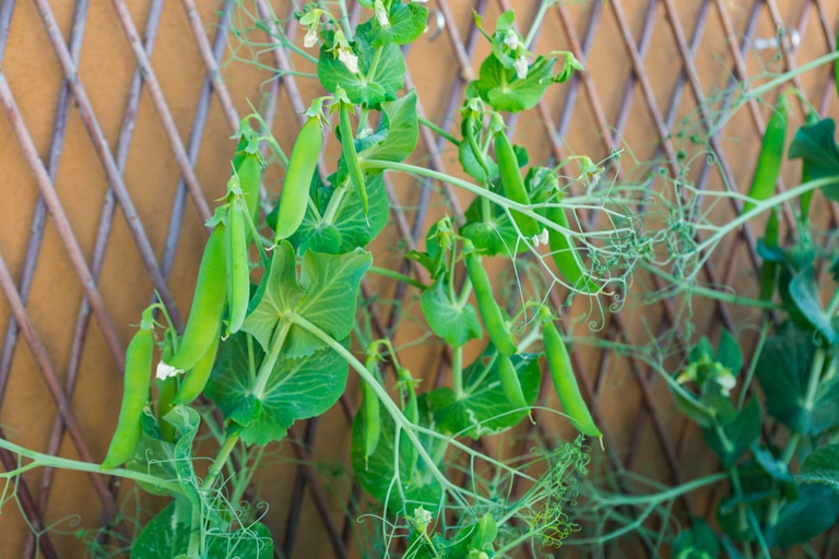 How to Grow a Heirloom Vegetable Garden? How to Grow a Heirloom Vegetable Garden?