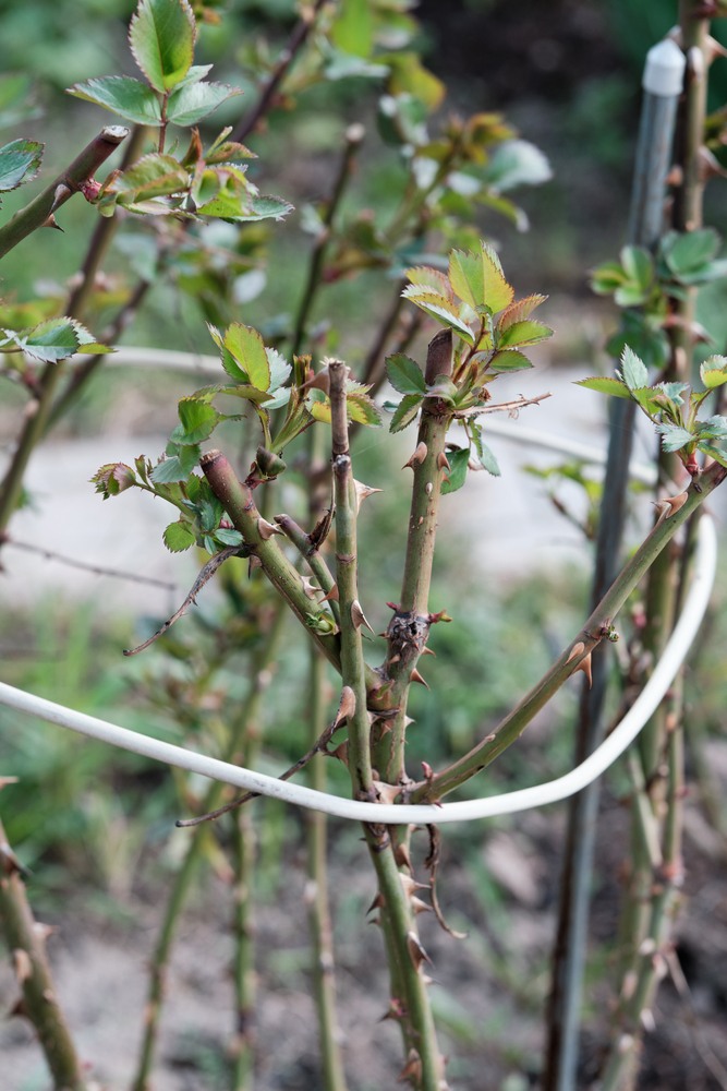 Clever Garden Projects Using Only Sticks and Twigs Clever Garden Projects Using Only Sticks and Twigs