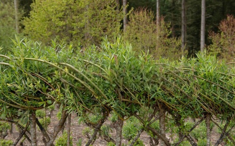 Clever Garden Projects Using Only Sticks and Twigs Clever Garden Projects Using Only Sticks and Twigs
