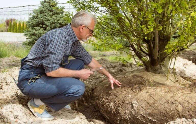 Tips For Installing Artificial Grass Near Trees Tips For Installing Artificial Grass Near Trees