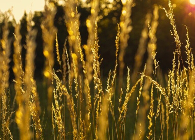 How To Grow Grass On Slopes? How To Grow Grass On Slopes?