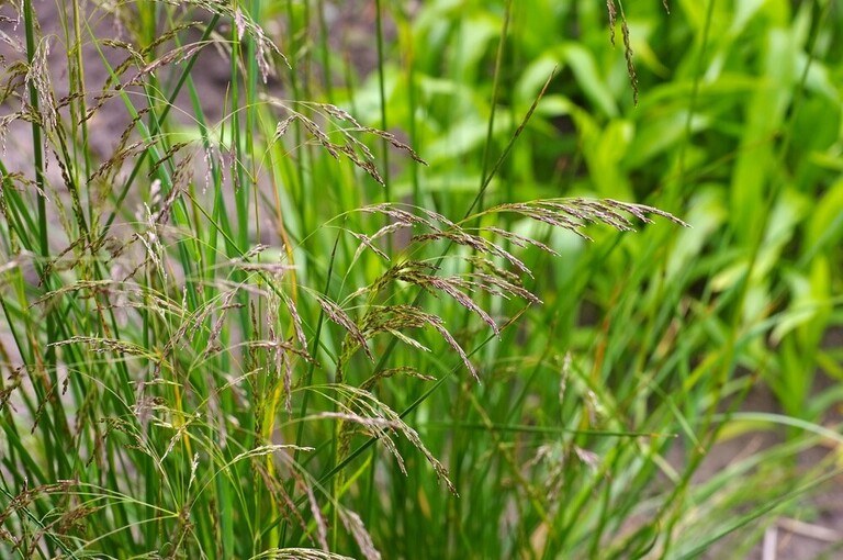 How To Grow Grass On Slopes? How To Grow Grass On Slopes?