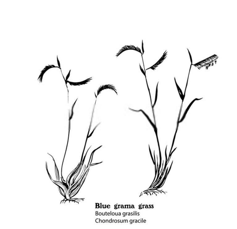 How To Grow Grass On Slopes? How To Grow Grass On Slopes?