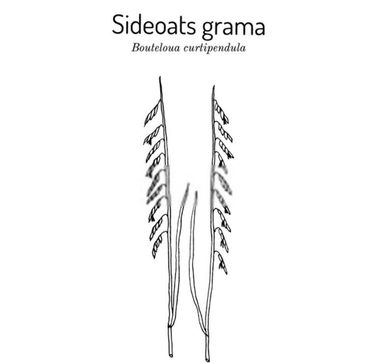 How To Grow Grass On Slopes? How To Grow Grass On Slopes?